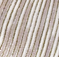 NOA-ZR_BEIGE