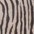 BERNIA-ZB_ZEBRA